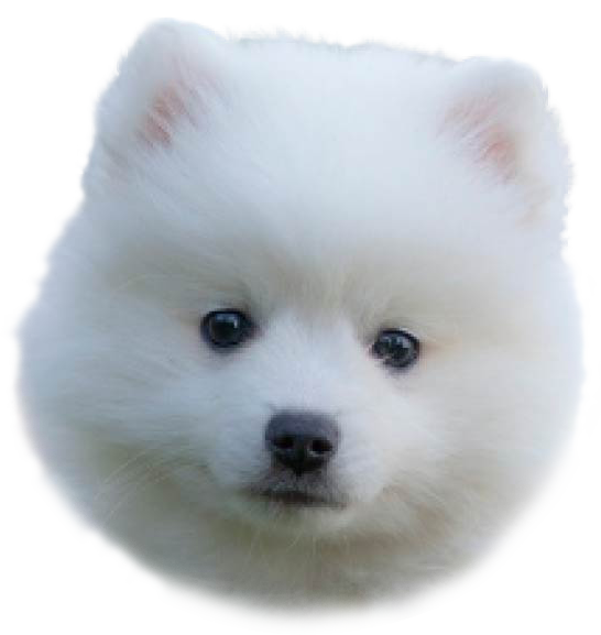 ポメラニアンの写真