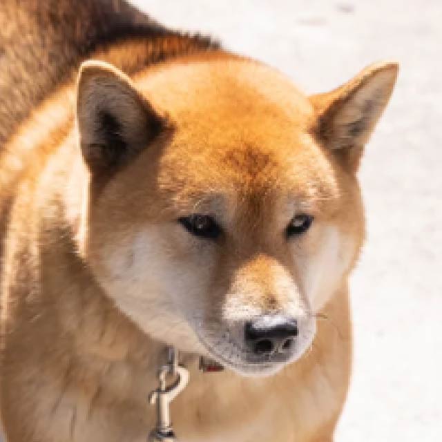 柴犬の写真